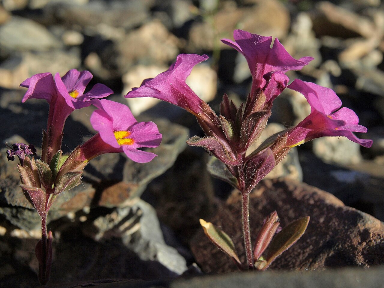 Diplacus parryi: Parry monkeyflower, Diplacus parryi, California, White Mountains, Antelope Springs, Deep Springs Valley, elevation 1716 m (5630 ft). This desert annual often fo