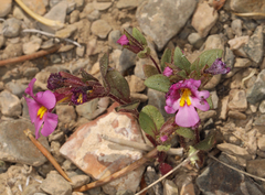 Diplacus parryi (Diplacus parryi)