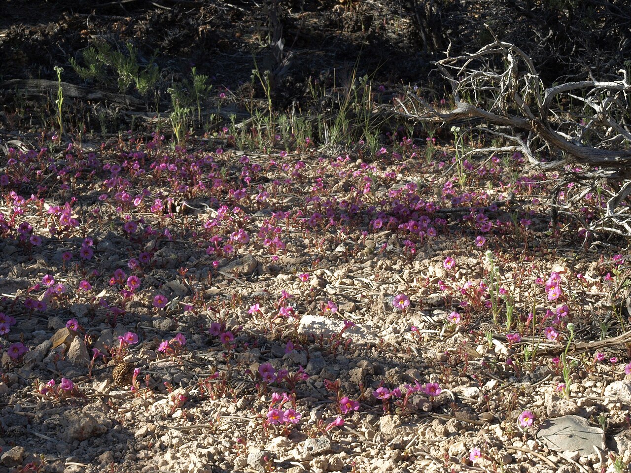 Diplacus parryi: Parry monkeyflower, Diplacus parryi, magenta form, in mass bloom, White Mountains, elevation 2220 m