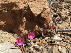Diplacus parryi (Diplacus parryi)