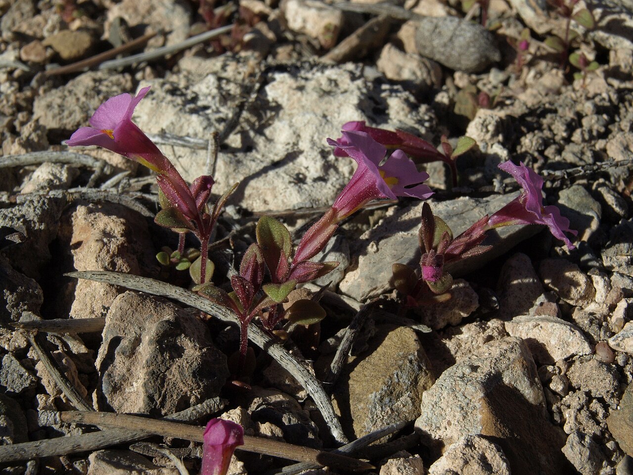 Diplacus parryi: Parry monkeyflower, Diplacus parryi, magenta form, White Mountains, elevation 2220 m
