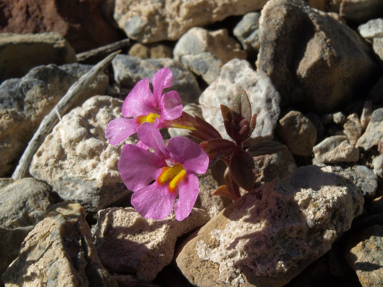Diplacus parryi: Parry monkeyflower, Diplacus parryi, magenta form, White Mountains, elevation 2225 m