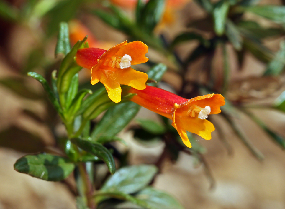 Island bush monkeyflower: Diplacus parviflorus Island Bush Monkeyflower