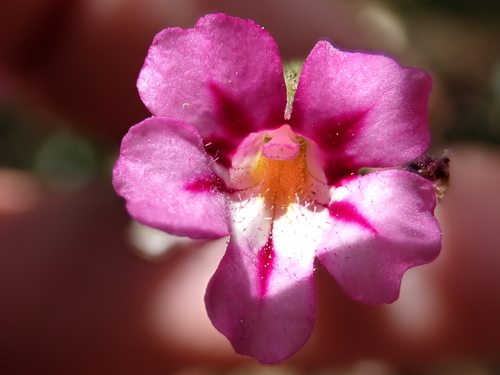 Sticky monkeyflower (Diplacus viscidus)