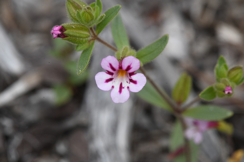 Sticky monkeyflower (Diplacus viscidus)