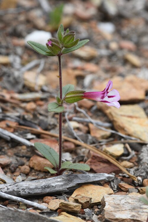 Sticky monkeyflower: Diplacus viscidus whole plant