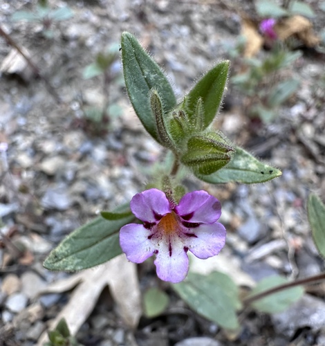 Sticky monkeyflower (Diplacus viscidus)