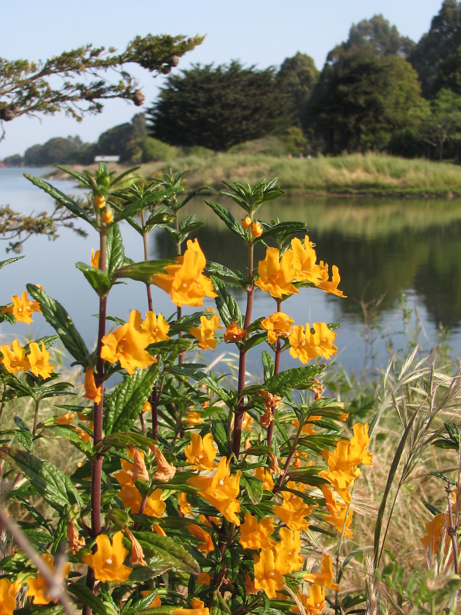 Mimului aurantiacus australis: There are several of these handsome specimens planted along the road to the boathouse of the rowing club to which I belong. These vary from yellow to orange, la