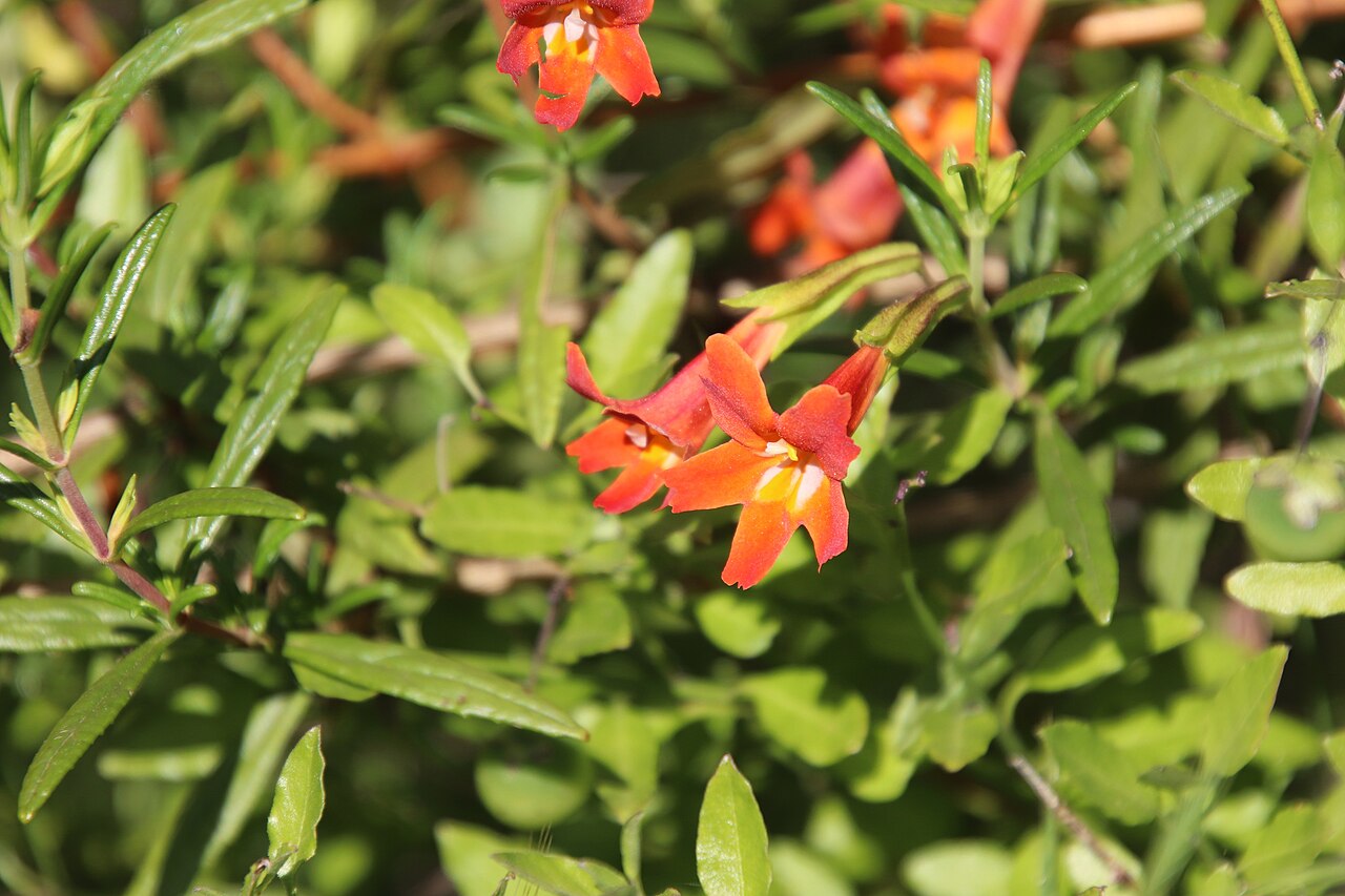 Mimului aurantiacus australis: San Diego Monkeyflower (Diplacus × australis). Hybrid species of plant.