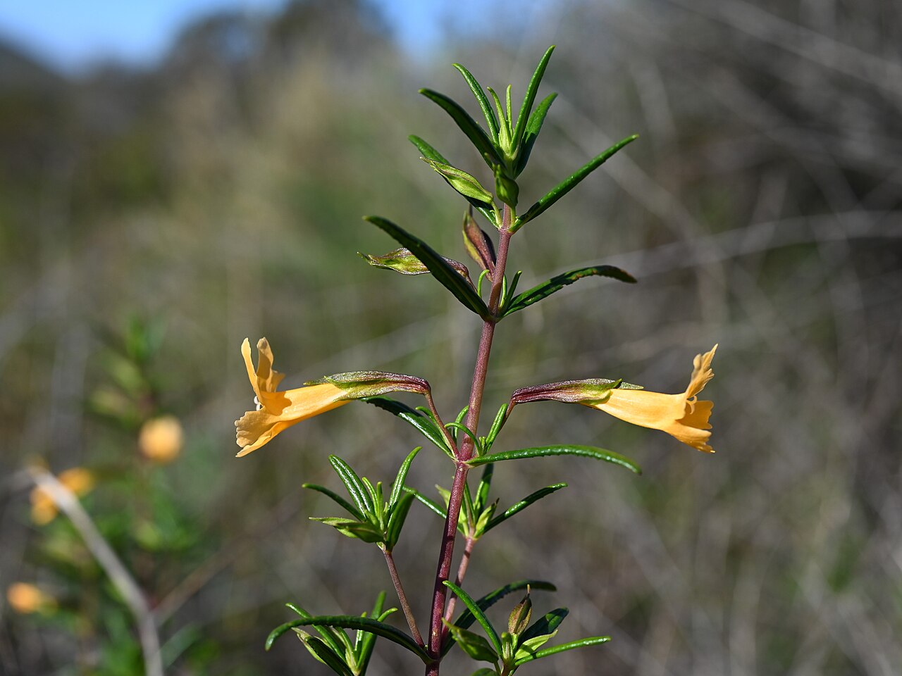 Mimului aurantiacus australis: Diplacus × australis on Iron Mountain Trailhead near San Diego, California