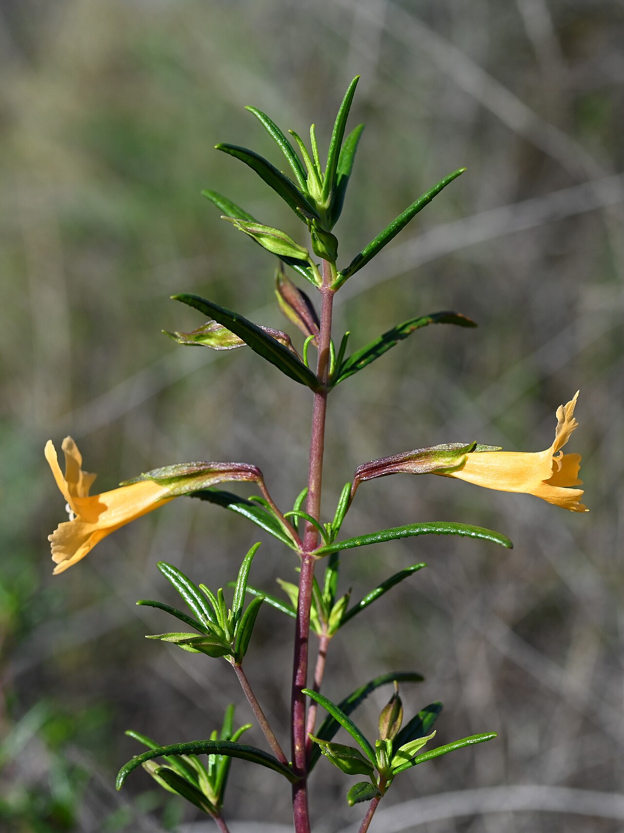 Mimului aurantiacus australis: Diplacus × australis on Iron Mountain Trailhead near San Diego, California