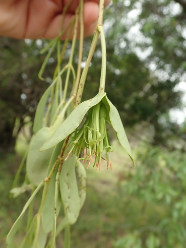 Diplatia grandibractea (Diplatia grandibractea)