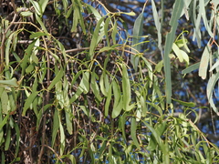 Diplatia grandibractea (Diplatia grandibractea)