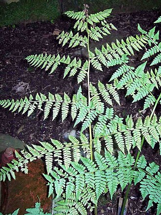 Diplazium australe: Diplazium australe at the Royal Botanic Gardens, Sydney
