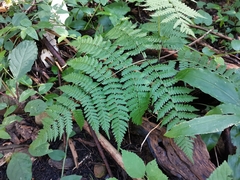 Diplazium chinense (Diplazium chinense)