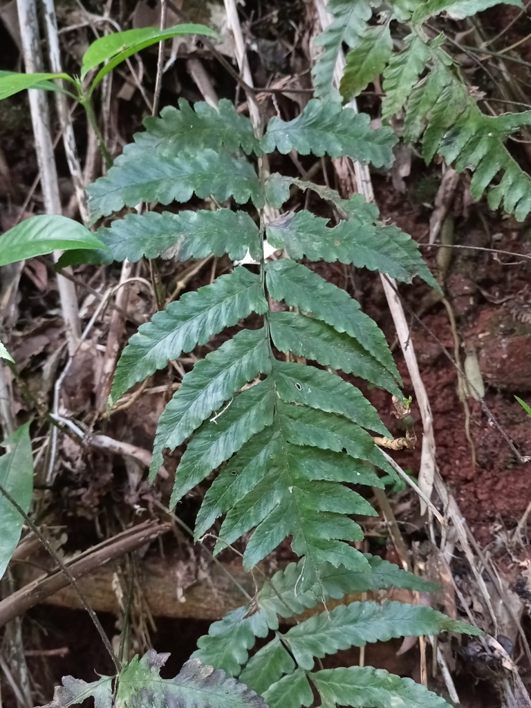 Crested twinsorus fern (Diplazium cristatum)
