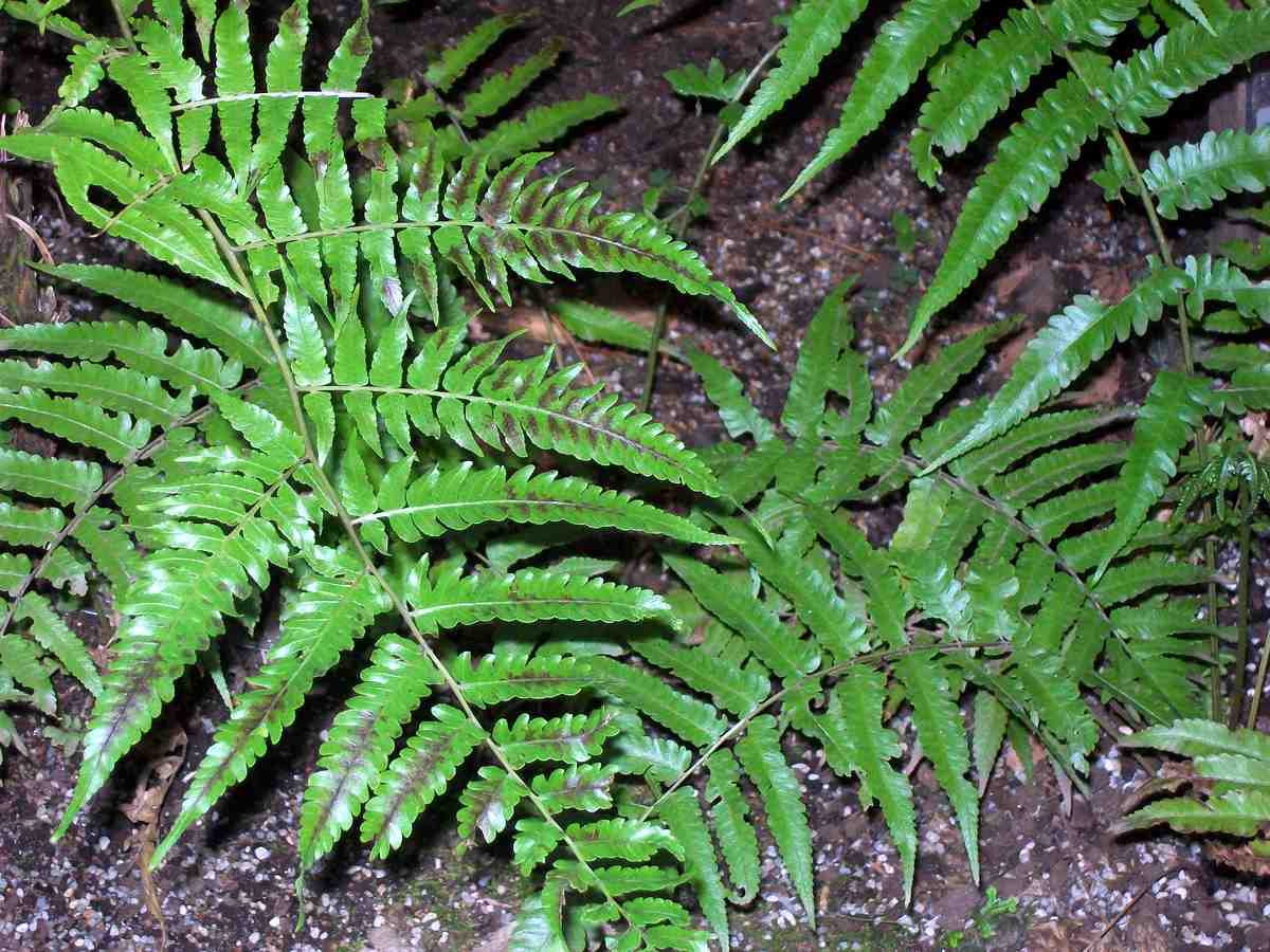 Diplazium dietrichianum: Diplazium dietrichianum at the Royal Botanic Gardens, Sydney