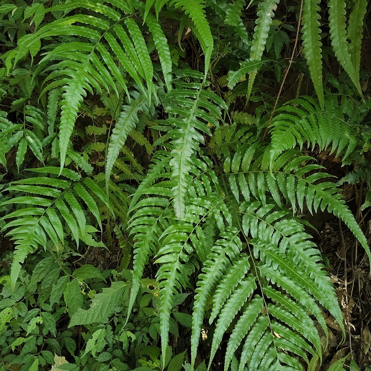 Diplazium dilatatum: 廣葉鋸齒雙蓋蕨( Diplazium dilatatum )植株