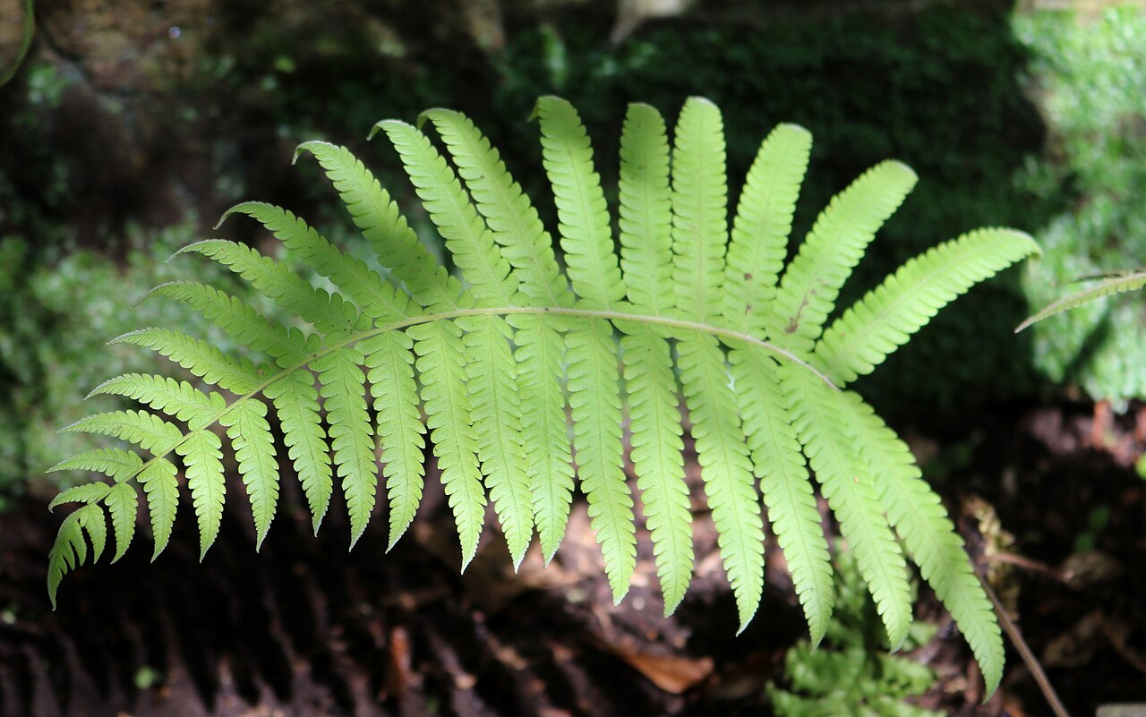 Diplazium dilatatum: Diplazium dilatatum labelled at the Royal Botanic Gardens Sydney