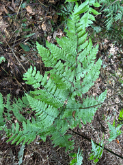 Diplazium doederleinii (Diplazium doederleinii)