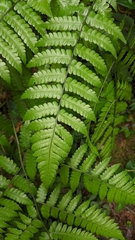 Diplazium doederleinii (Diplazium doederleinii)
