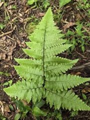Diplazium doederleinii (Diplazium doederleinii)
