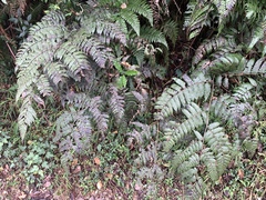 Diplazium doederleinii (Diplazium doederleinii)