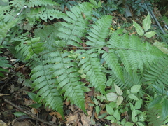 Diplazium doederleinii (Diplazium doederleinii)
