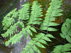 Diplazium doederleinii (Diplazium doederleinii)