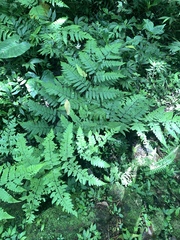 Diplazium doederleinii (Diplazium doederleinii)