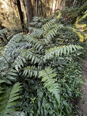 Diplazium doederleinii (Diplazium doederleinii)