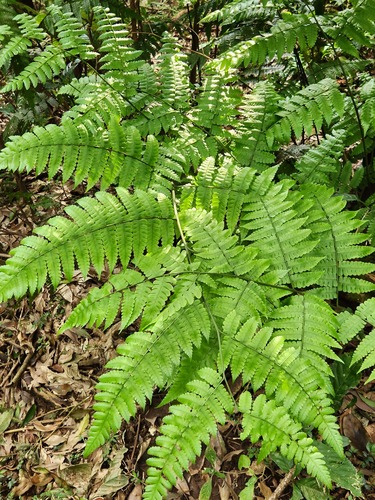 Diplazium doederleinii (Diplazium doederleinii)