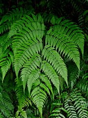 Diplazium doederleinii (Diplazium doederleinii)