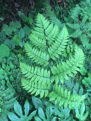 Diplazium doederleinii (Diplazium doederleinii)
