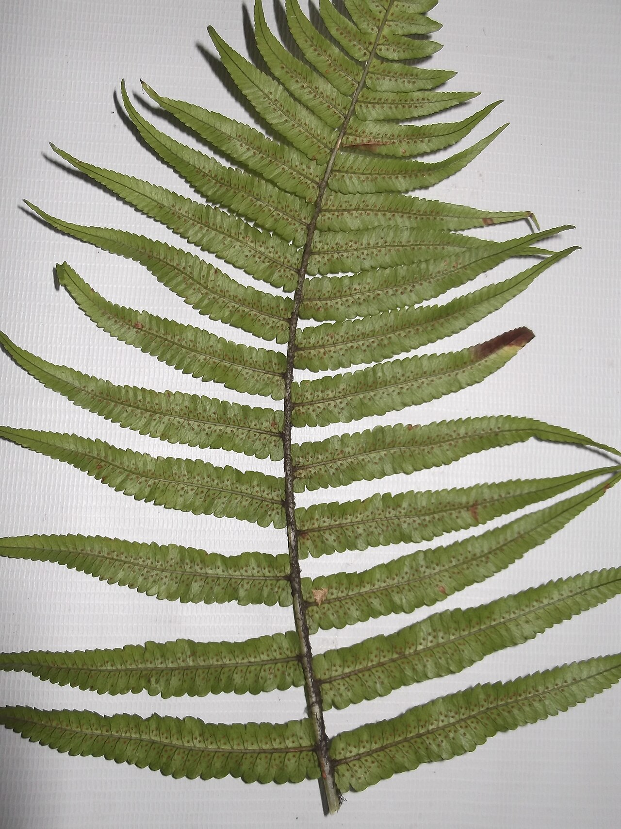 Vegetable fern: Fern-base woody,leaves dark green.