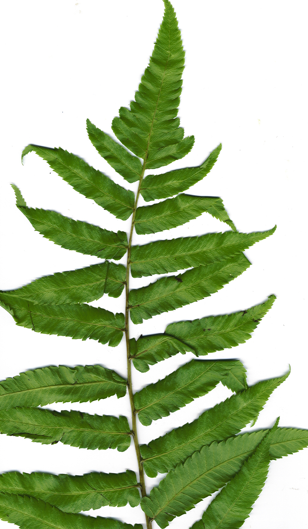 Vegetable fern: Diplazium esculentum (plant). Location: Maui, Hana Hwy