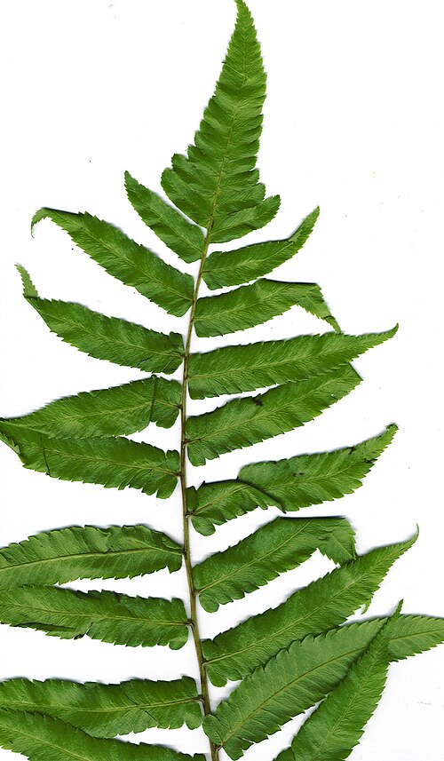 Vegetable fern: Diplazium esculentum (plant). Location: Maui, Hana Hwy