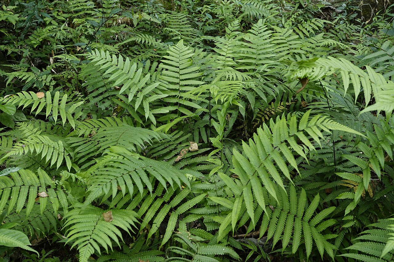 Vegetable fern: Diplazium esculentum