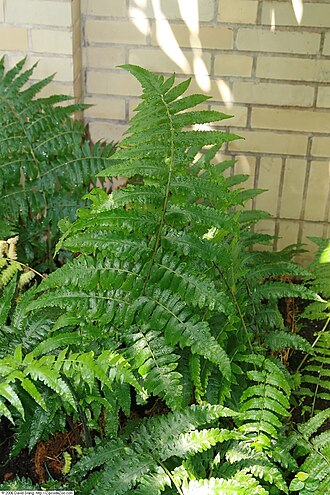Vegetable fern: Location taken: United States Botanic Garden. Names: Diplazium esculentum var. pubescens Link Tardieu & C. Chr., Kuware-Shida, Paku sayur, Paku-Sayur, Vegetable