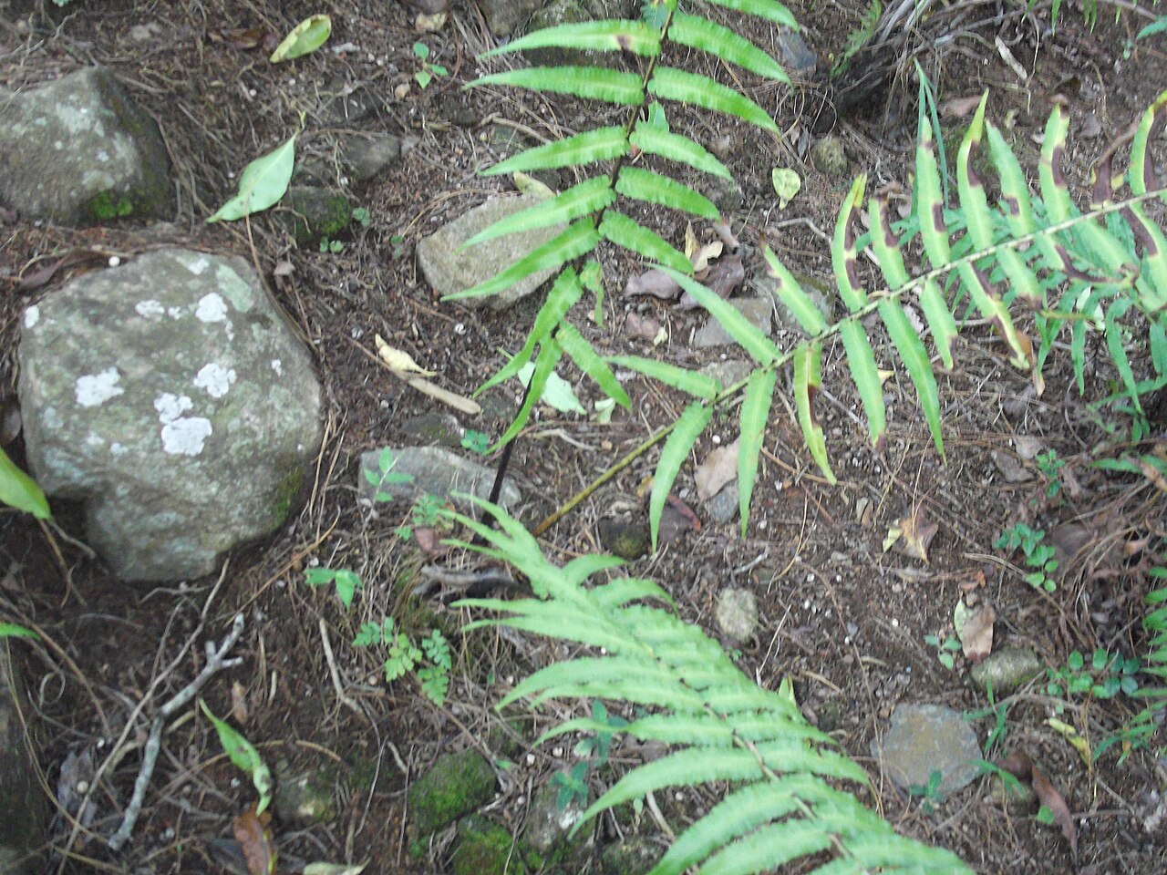 Vegetable fern: Fern-base woody,leaves dark green.