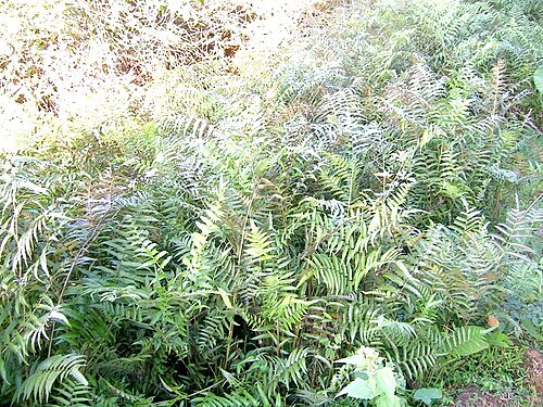 Vegetable fern: Diplazium esculentum from the Talakaveri area