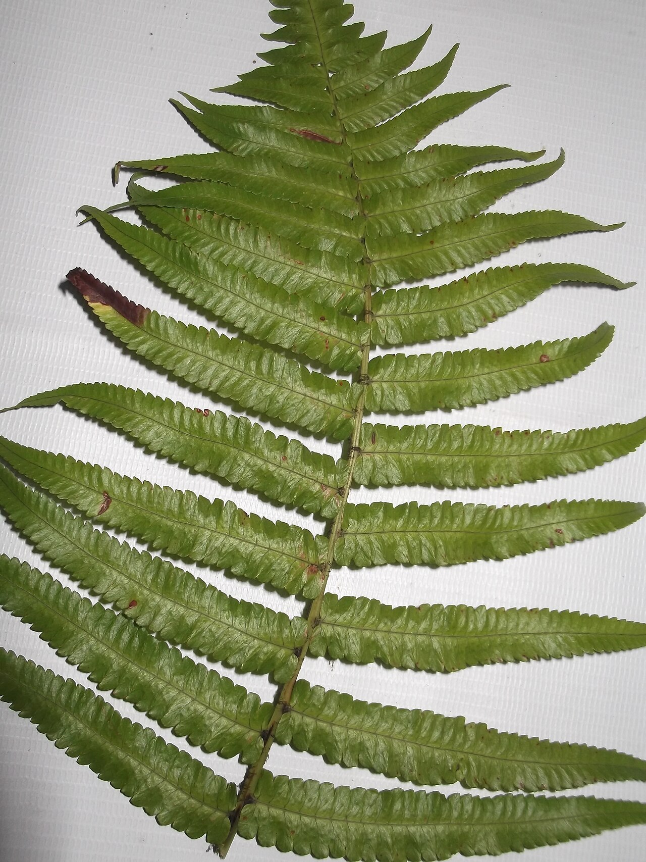 Vegetable fern: Fern-base woody,leaves dark green.