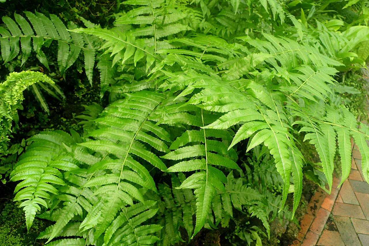 Vegetable fern: Diplazium esculentum at Garfield Park Conservatory