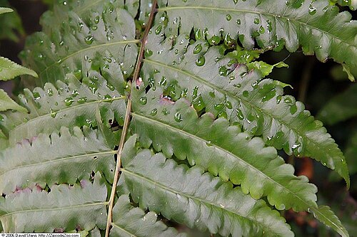 Vegetable fern: Location taken: United States Botanic Garden. Names: Diplazium esculentum var. pubescens Link Tardieu & C. Chr., Kuware-Shida, Paku sayur, Paku-Sayur, Vegetable