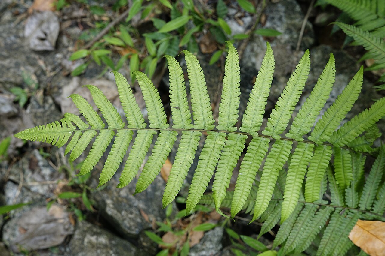 Vegetable fern: Diplazium esculentum
