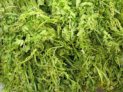 Vegetable fern: Edible shoots of the fern are commonly sold in the market.
