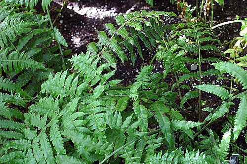 Vegetable fern: Location taken: United States Botanic Garden. Names: Diplazium esculentum var. pubescens Link Tardieu & C. Chr., Kuware-Shida, Paku sayur, Paku-Sayur, Vegetable