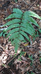Diplazium fauriei (Diplazium fauriei)