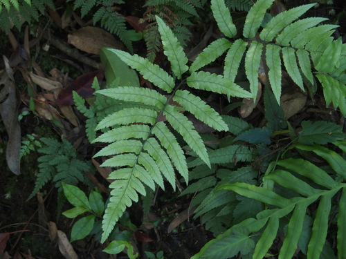Diplazium fauriei (Diplazium fauriei)
