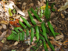 Diplazium fauriei (Diplazium fauriei)